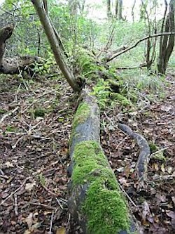 This woodland has plenty of fallen trees, rotting down and returning nutrients to the soil.