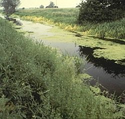 It has been shown that only part of the fertiliser added to soils is used by the crops. The rest can be washed out of the soil into the waterways where it causes eutrophication and can kill fish.