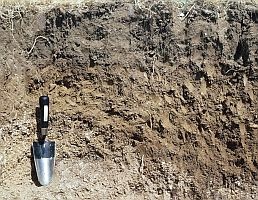This soil profile consists of a topsoil below which is a lighter brown B horizon which sits on greyish clayey Chalk. You will see these distinctive layers whenever you are able to see a cutting down through a soil.