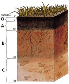 The layers of soil are termed the horizons. Image source: http://commons.wikimedia.org/wiki/Image:Soil_profile.png