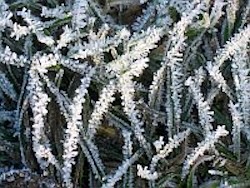 This ice on the grass reminds of the importance of the hydrological cycle for plants.