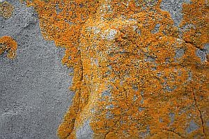 This lichen (Caloplaca xanthoria) has colonised this limestone rock, commencing biological weathering.