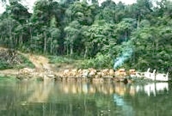 Loggers arrive in an Indonesian tropical forest. Image credit: Ian Baillie