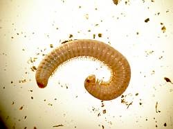 Millipede. Image credit: Rachel Creamer