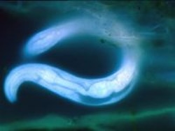 A nematode worm. Image credit: Karl Ritz