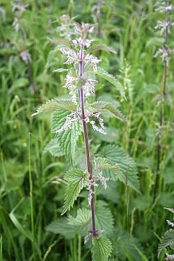Ouch! You should recognise this plant only too well - the Stinging Nettle (Urtica dioica - from the Latin word urere meaning to burn). The sting is from formic acid produced in the barbed stinging ends. Nettles like damp conditions best.