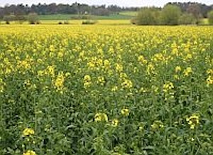 Oil-Seed Rape - a common sight in Britain's fields