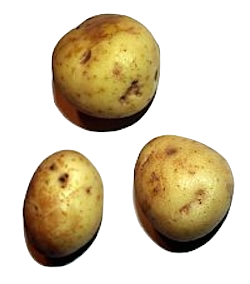 A potato is a tuber - this means that the potato itself is a source of sugars and starch