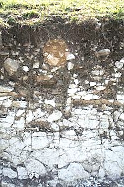 This Rendzina soil shows clear physical weathering of the underlying chalk rock and the soil forming over.