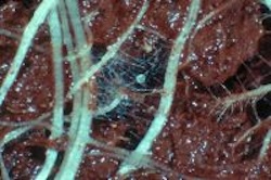 Mycorrhizae growing within plant roots. Image credit: Karl Ritz