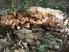 An old fallen Oak tree, rotting down in the forest, releasing all its nutrients back into the soil - part of the global nutrient cycle.