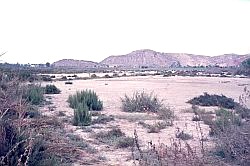 In many parts of the semi-arid and arid world, salinisation of soils is a major problem and in many cases has greatly reduced the potential of the land to grow plants. Here is an example of one such area of salinised land in Spain.