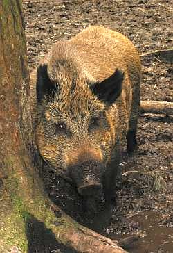 A wild boar (or Sanglier in French)