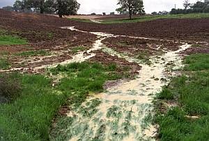 This water is flowing off a field (this is called overland flow) loaded with sediment from the field. It has been raining hard on a field recently ploughed and the farmer is losing their precious soil!