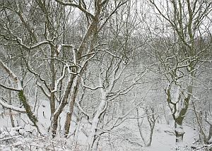 Water falls to the ground as snow as well by rain!