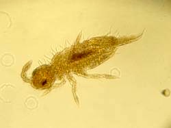 Soil springtail. Image credit: Rachel Creamer