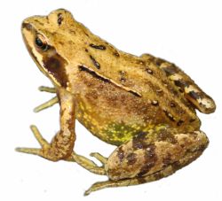 The toad