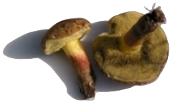 Toadstools and other fungi have extensive roots spreading out through the soil.