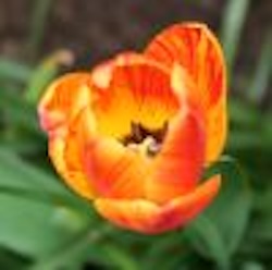 A spring tulip