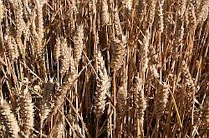 A field of wheat - one of our staple arable crops.