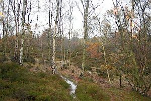 This landscape is shaped by the acid sandy soils.