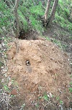 This badger sett shows the tremendous soil excavations made in its construction.