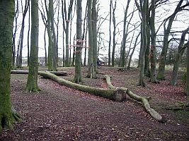 This beech woodland is growing on a chalky alkaline soil.