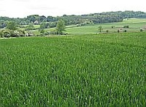 A field of arable crops