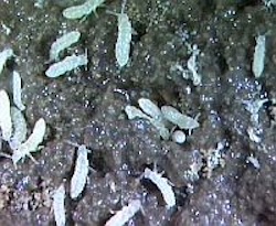 Collembola. Image credit: Paul Chamberlain, used by kind permission of the Centre for Ecology and Hydrology