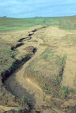 This field has severe gully erosion running through it.