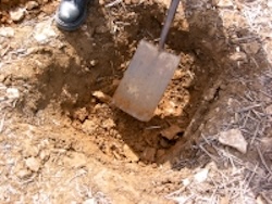 Digging into the soil