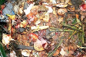 This photo shows garden compost waste rotting down as the bacteria and fungi break up the organic material.