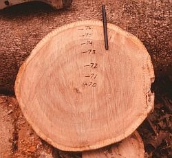 Tropical white teak (Gmelina arborea) showing annual growth rings. Image credit: Ian Baillie.