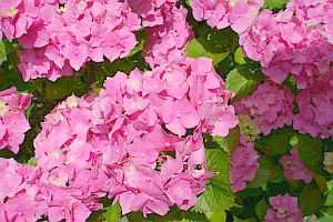 This red hydrangea thrives on acidic soils.
