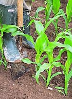 A crop of maize (corn on the cob)