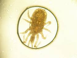 Soil mite. Image credit: Rachel Creamer