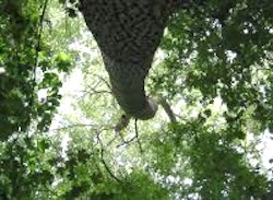 View up through an Oak woodland