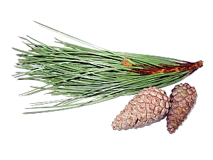 Coniferous pine needles. These leaves stay green - even in winter