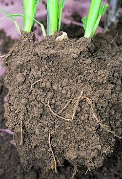 Soil forms a strong foundation for plant roots.