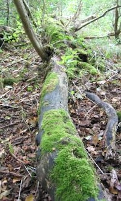 A fallen trunk rotting down. The rotting process releases nutrients in the wood back into the soil.