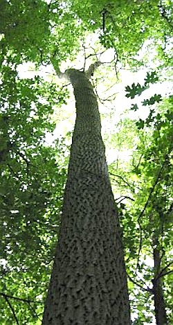 The trunk of the English Oak tree