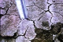 Very fine soil particles forming a crust over the soil. This crust can even prevent rain soaking in causing water runoff, even flooding.