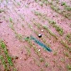 Dye tracers used to see where rain goes.
