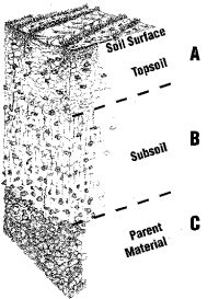 Soil often has recognisable layers, or horizons. The depth of these layers varies from soil to soil.