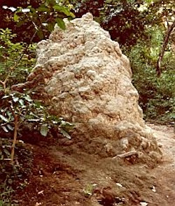 An African termite mound - taller than you!