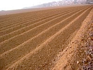 A tilled field, ready for potato planting
