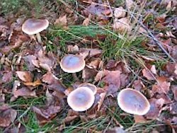 Toadstools and other fungus is a sure sign of decay taking place of organic material in the soil!