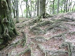 Beech tree roots in chalky soil