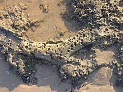 Winchelsea beach sunken forest (OS Grid Ref: TQ 912 154) - this amazing beach reveals the remains of an ancient forest some 5,500 years old.