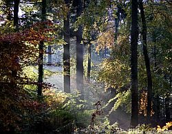 A broadleaved deciduous woodland. Image credit and copyright: Adrian Yallop